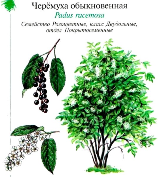 Черемуха обыкновенная Ботаническая карточка