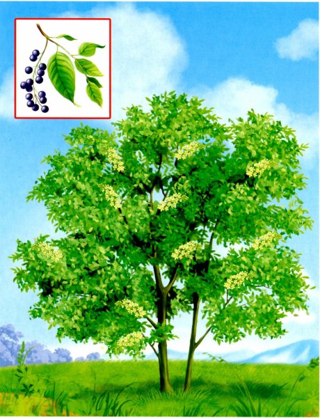 Обучающие карточки. Деревья.