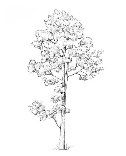 Сосна рисунок карандашом