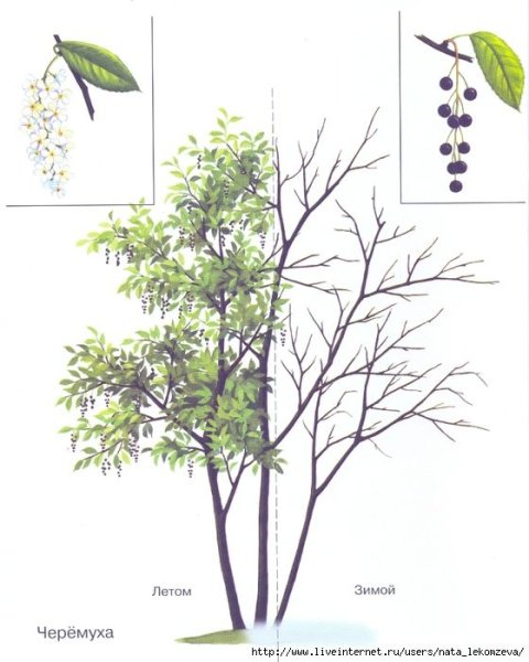Черёмуха обыкновенная дерево рисунок