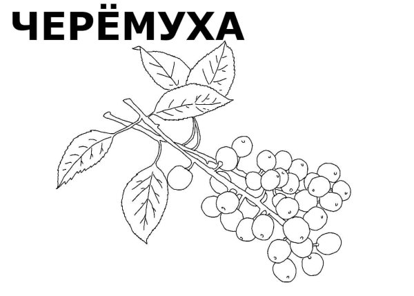 Яблоня референс