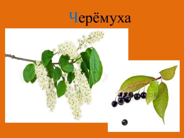 Раскраска Сакура дерево