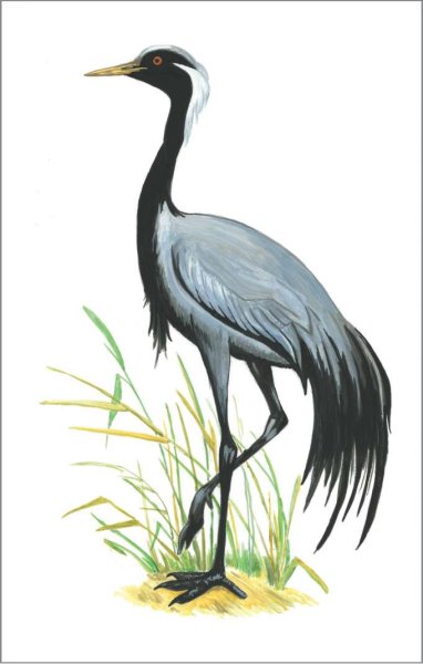 Журавль красавка с детьми