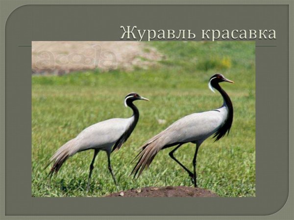 Журавль красавка с детьми