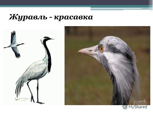 Журавль красавка рисунок