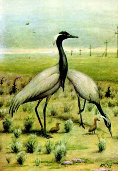 Журавль красавка карандашом