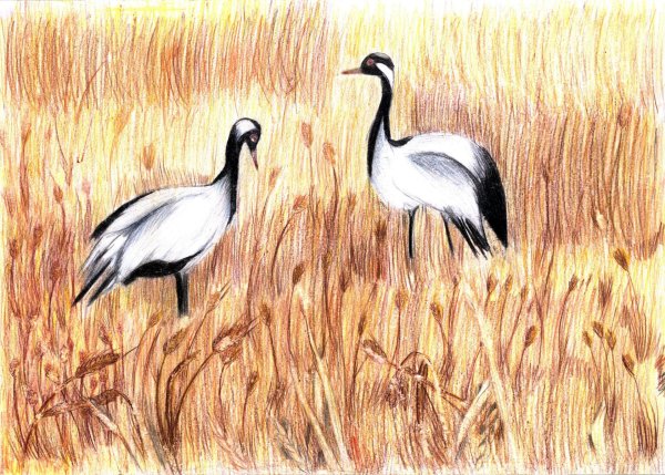 Журавль красавка вектор