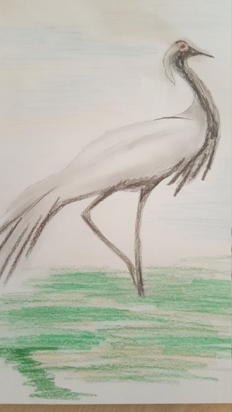 Журавль красавка рисунок