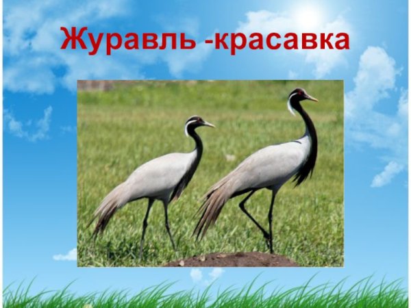 Журавль-красавка степных зон