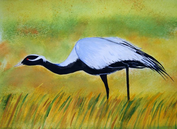 Журавль красавка карандашом