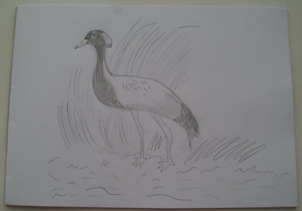 Рисунки журавль красавка степи Калмыкии