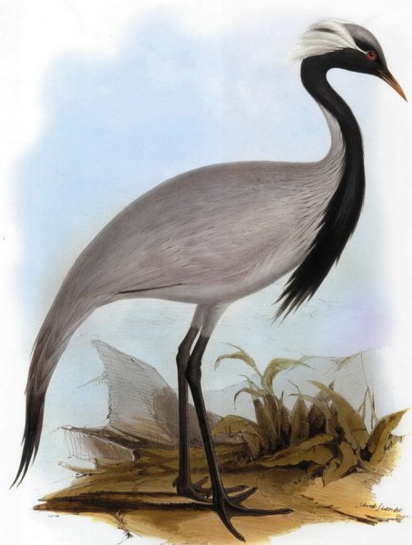 Журавль красавка рисунок