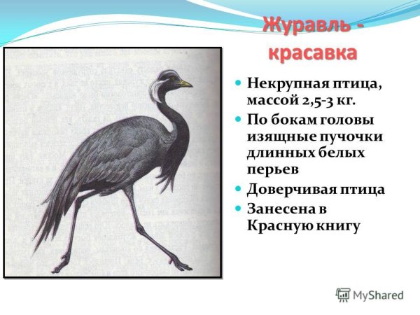 Журавль красавка красная книга Волгоградской области