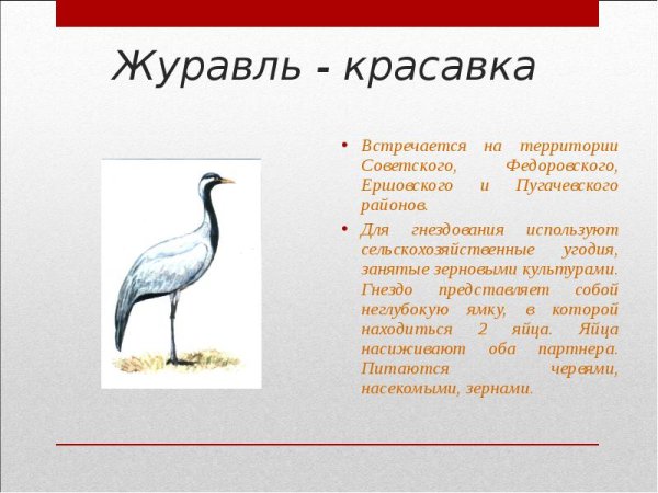 Журавль красавка красная книга краткое описание
