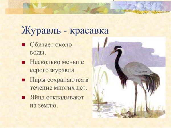 Журавль красавка красная книга Волгоградской области