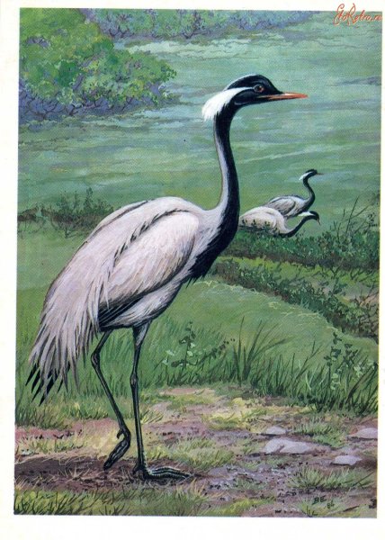 Стерха,красавка,серый журавль