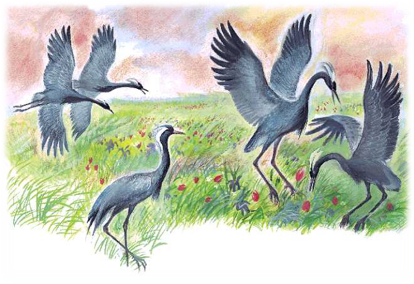 Журавль красавка Аист