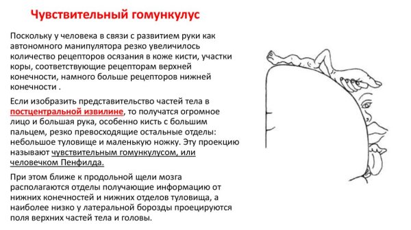 Проективная методика гомункулус