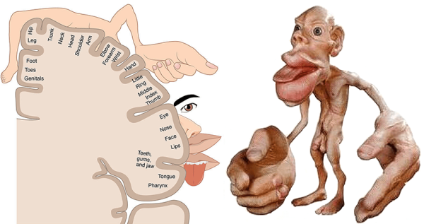 Сенсорный гомункулус Пенфилда