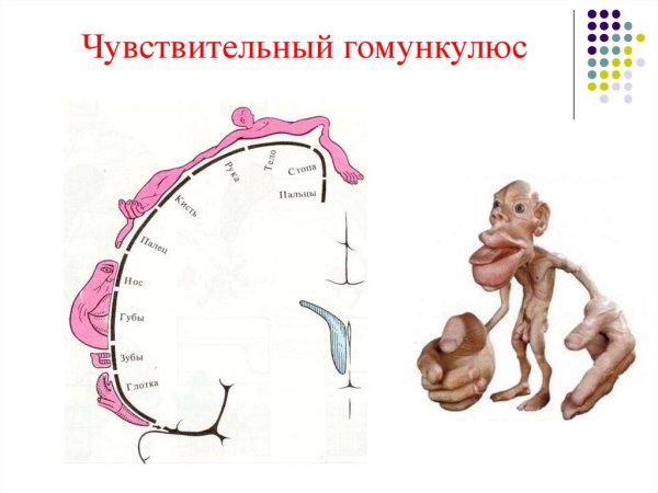 Чувствительный человечек Пенфилда