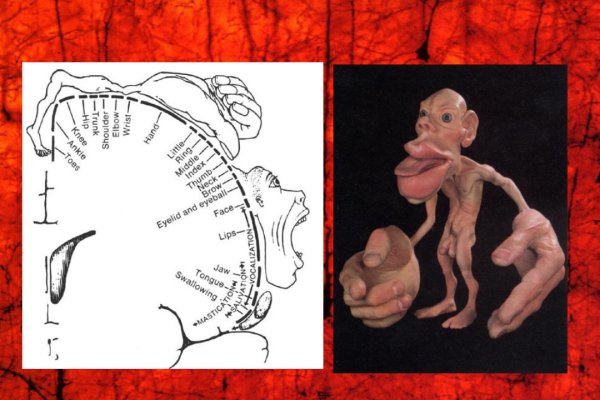 Гомункулус мозг