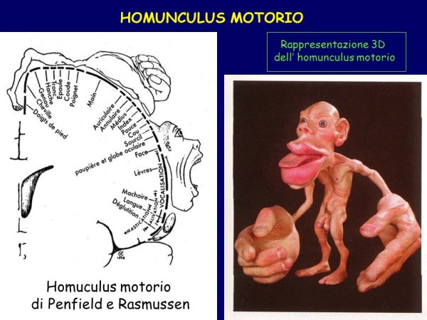 Соматосенсорный гомункулус