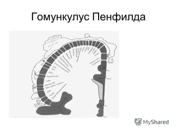 Сенсорный гомункулус Пенфилда
