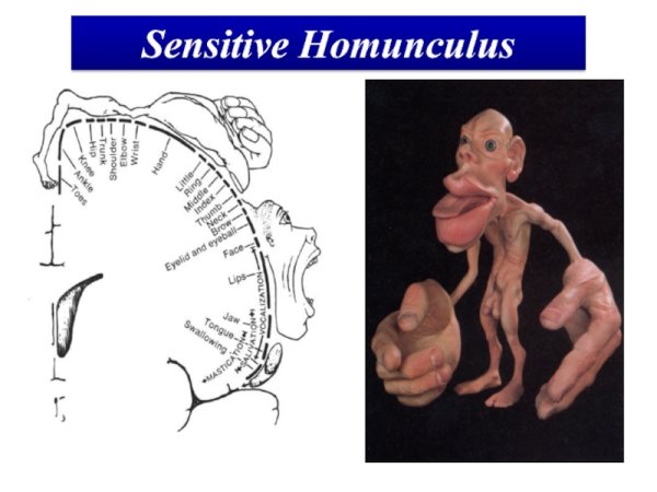 Чувствительный гомункулус