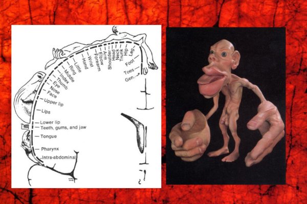 Гомункулус Пенфилда