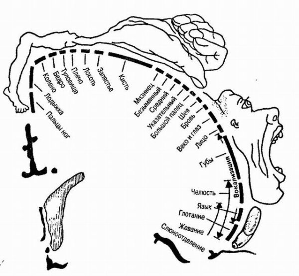 Карта «гомункула» Пенфилда