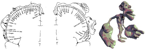 Проба гомункулус