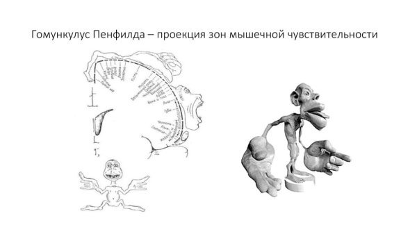 Пенфилд гомункулус