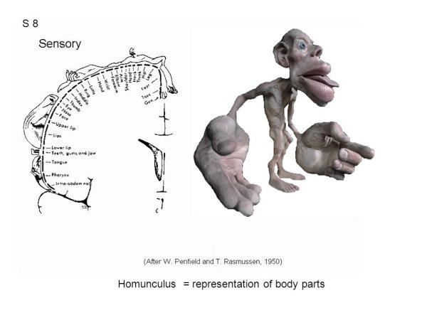Гомункулус интерпретация