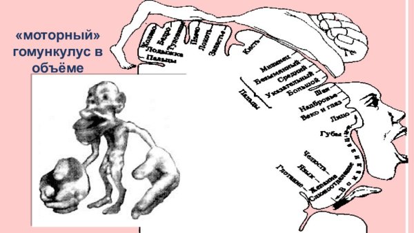 Пенфилд гомункулус