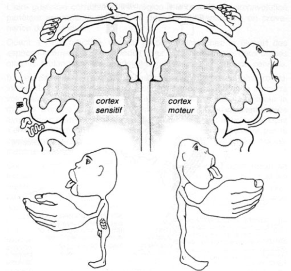 Гомункулус нейропсихология