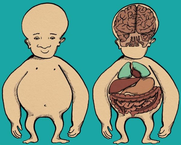 Соматосенсорный гомункулус