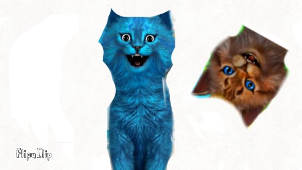 Блоггер котенок лайк