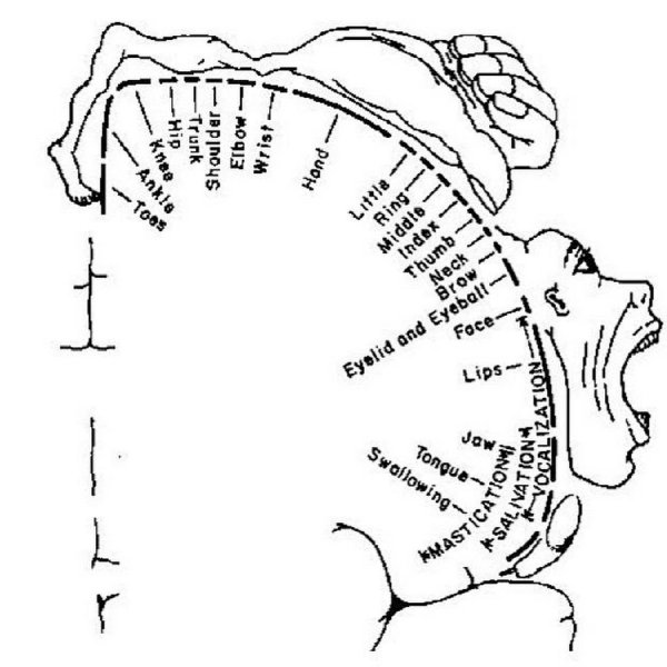 Проекция чувствительной сферы в постцентральной извилине