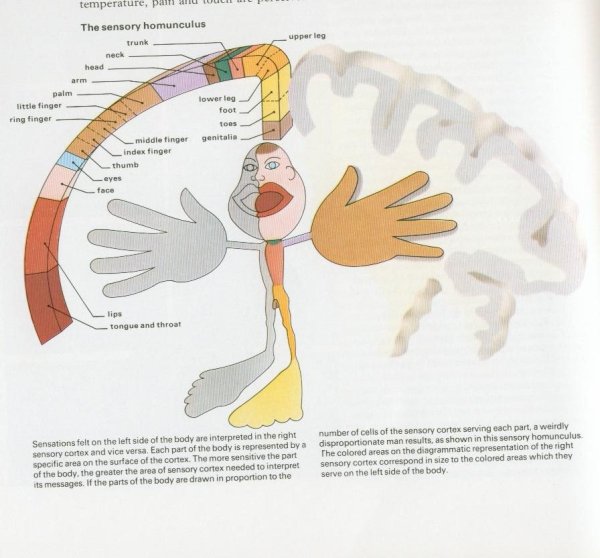Моторный гомункулус Пенфилда