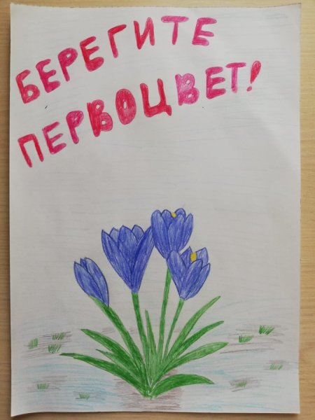 Плакат в защиту первоцветов