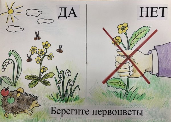 Плакат берегите первоцветы