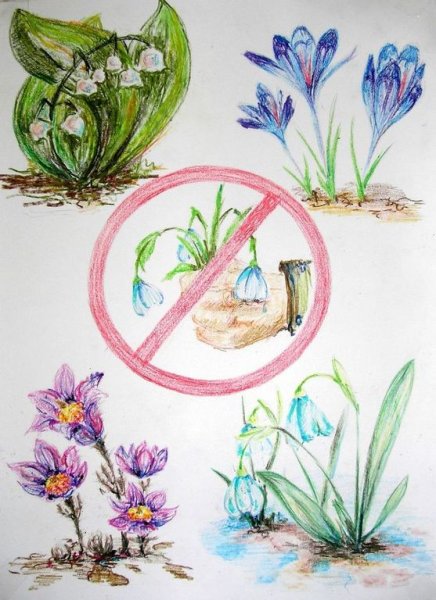 Не рви растения