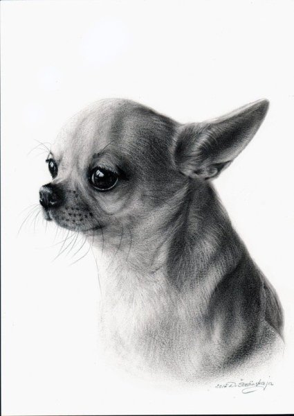 Портрет чихуа Хуа