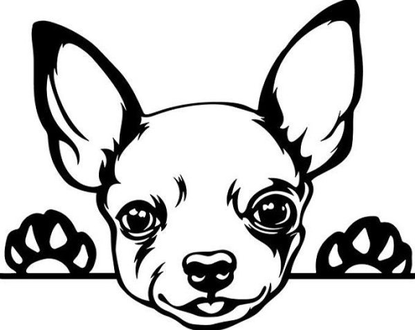Раскраска чихуахуа