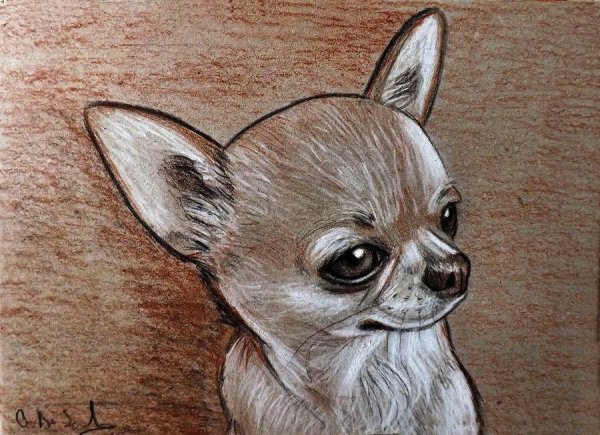 Чихуахуа карандашом