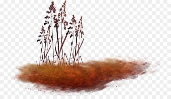 Сухая трава на прозрачном фоне