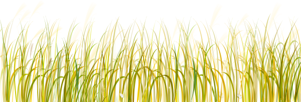 Осенняя трава на белом фоне