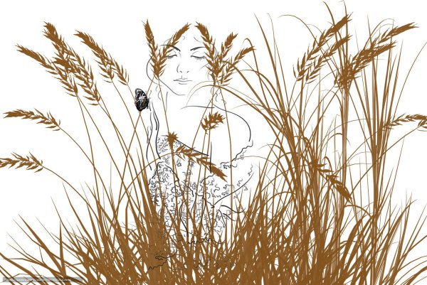 Силуэт сухих растений и трав