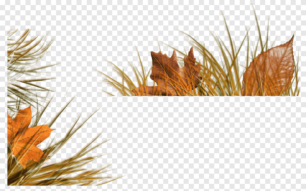 Осенняя травка на прозрачном фоне