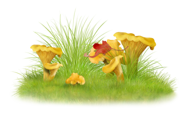 Грибы на прозрачном фоне